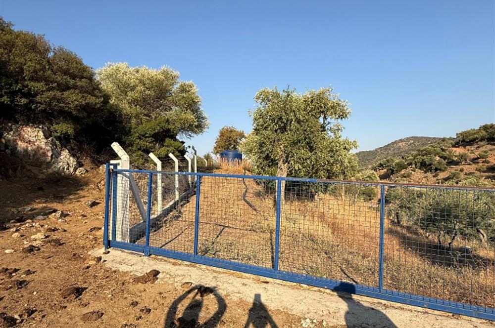 AYDIN, SÖKE, SERÇİN' DE BAFA GÖLÜ MANZARALI 2.893 M2 ZEYTİNLİK