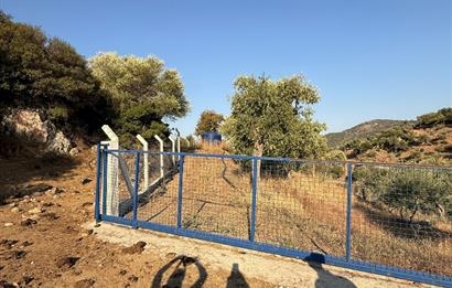 AYDIN, SÖKE, SERÇİN' DE BAFA GÖLÜ MANZARALI 2.893 M2 ZEYTİNLİK