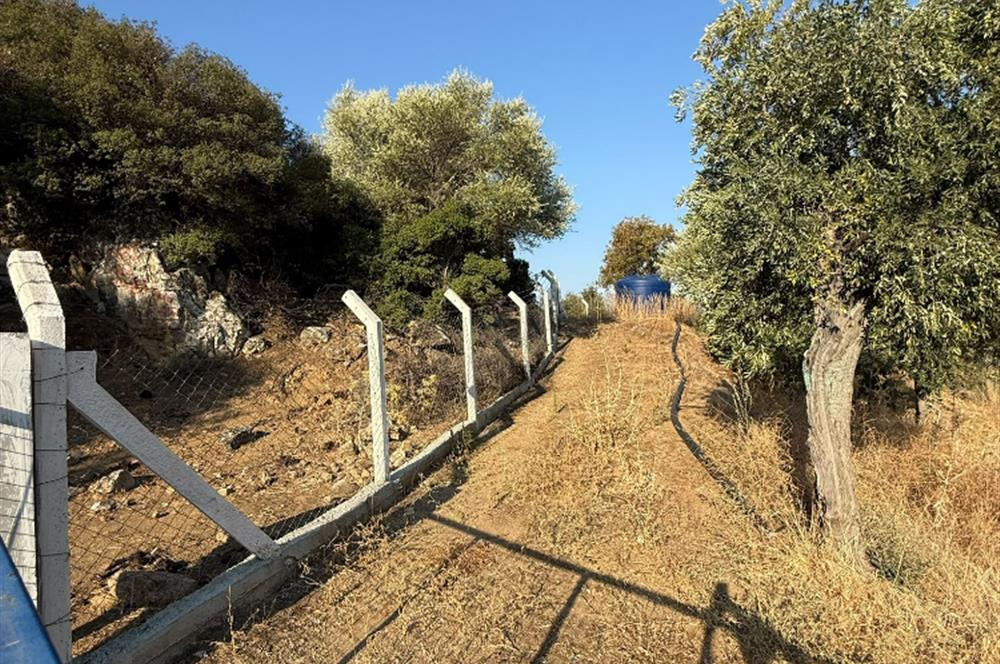 AYDIN, SÖKE, SERÇİN' DE BAFA GÖLÜ MANZARALI 2.893 M2 ZEYTİNLİK