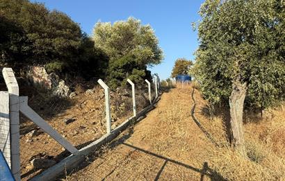 AYDIN, SÖKE, SERÇİN' DE BAFA GÖLÜ MANZARALI 2.893 M2 ZEYTİNLİK