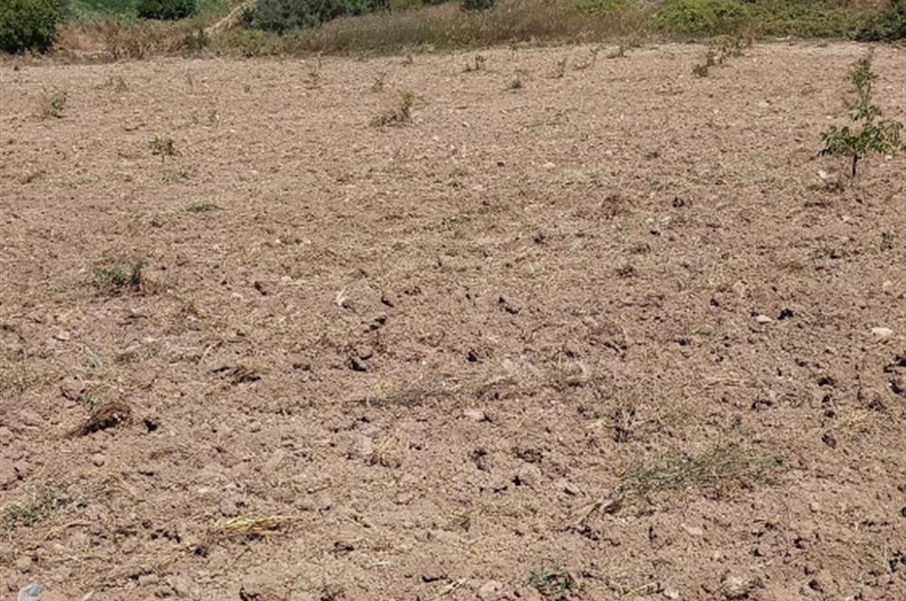 GEYVE BAYAT KÖYÜ (MAH.) DE 3985 m2 SATILIK TARLA 5O AD.CEVİZ VAR