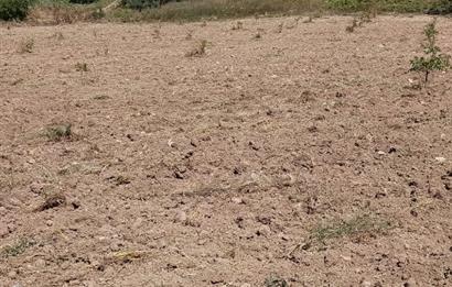 GEYVE BAYAT KÖYÜ (MAH.) DE 3985 m2 SATILIK TARLA 5O AD.CEVİZ VAR