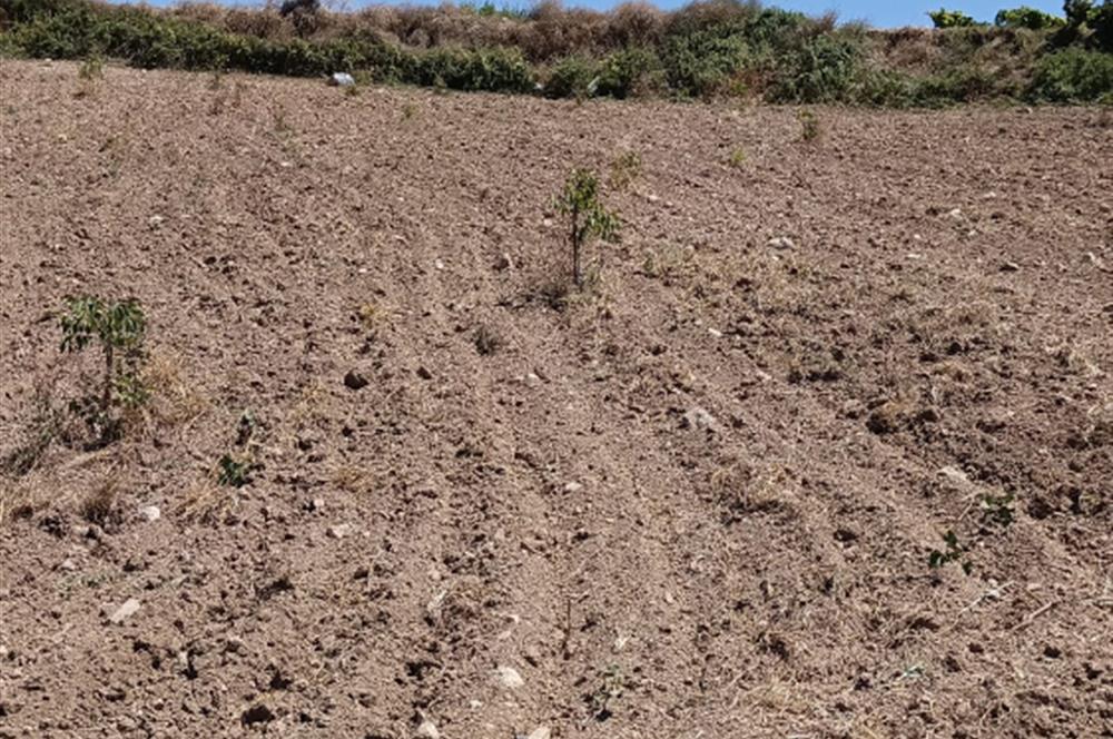 GEYVE BAYAT KÖYÜ (MAH.) DE 3985 m2 SATILIK TARLA 5O AD.CEVİZ VAR