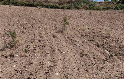 GEYVE BAYAT KÖYÜ (MAH.) DE 3985 m2 SATILIK TARLA 5O AD.CEVİZ VAR