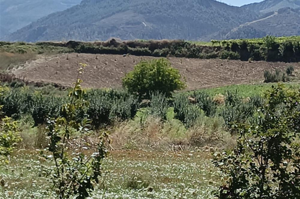 GEYVE BAYAT KÖYÜ (MAH.) DE 3985 m2 SATILIK TARLA 5O AD.CEVİZ VAR