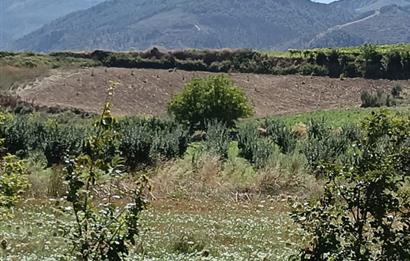 GEYVE BAYAT KÖYÜ (MAH.) DE 3985 m2 SATILIK TARLA 5O AD.CEVİZ VAR