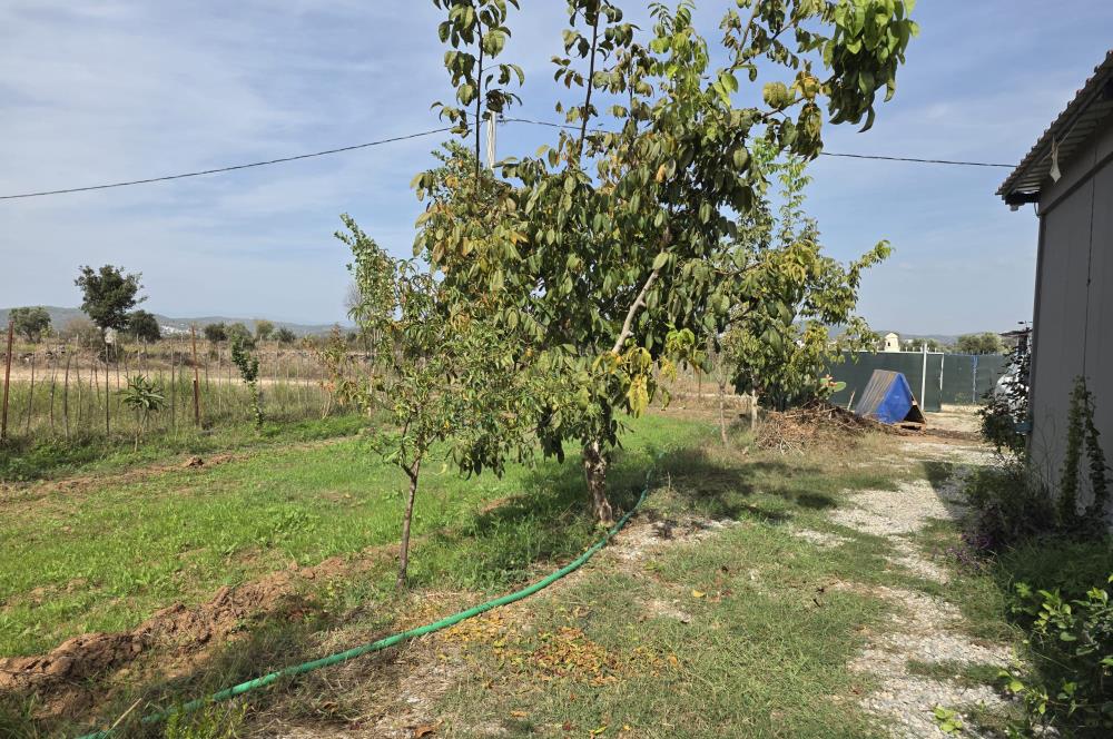 Mumcular Gökyer yıllık  kiralık 1698 m2 tarla ve icerisinde 1+1 esyalı müstakil ev