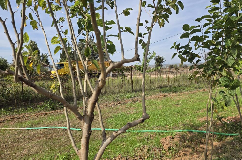 Mumcular Gökyer yıllık  kiralık 1698 m2 tarla ve icerisinde 1+1 esyalı müstakil ev