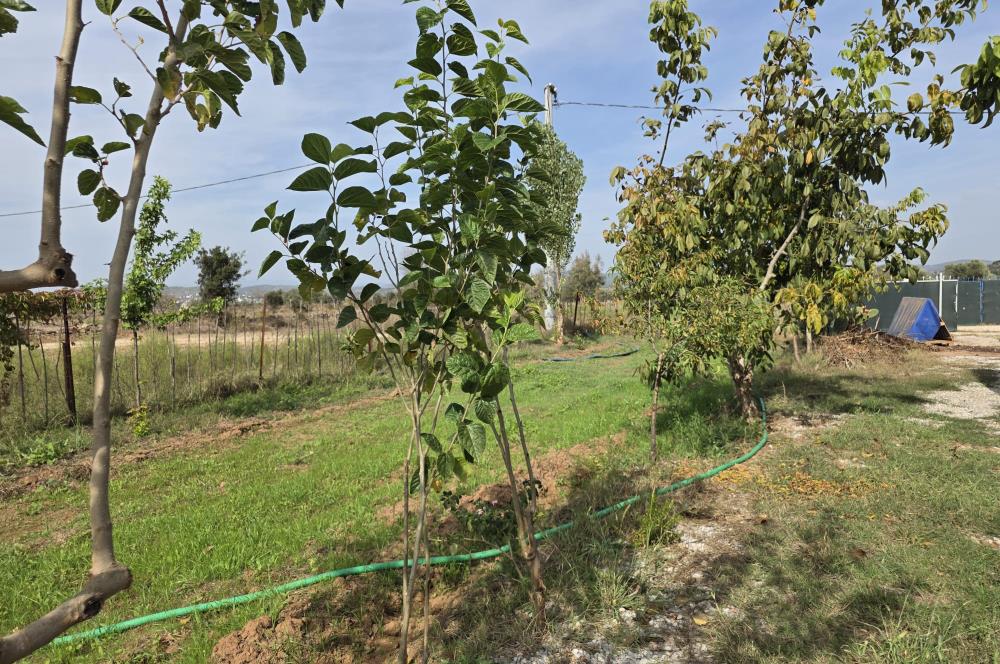 Mumcular Gökyer yıllık  kiralık 1698 m2 tarla ve icerisinde 1+1 esyalı müstakil ev