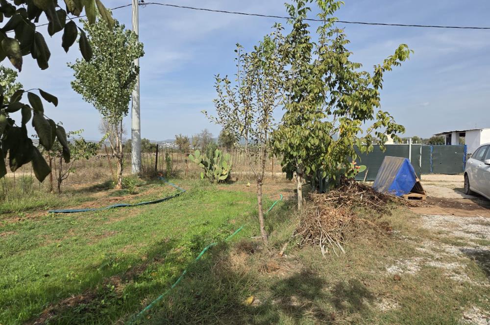 Mumcular Gökyer yıllık  kiralık 1698 m2 tarla ve icerisinde 1+1 esyalı müstakil ev