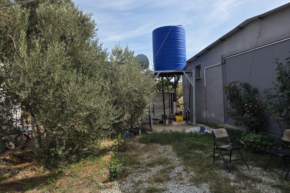 Mumcular Gökyer yıllık  kiralık 1698 m2 tarla ve icerisinde 1+1 esyalı müstakil ev