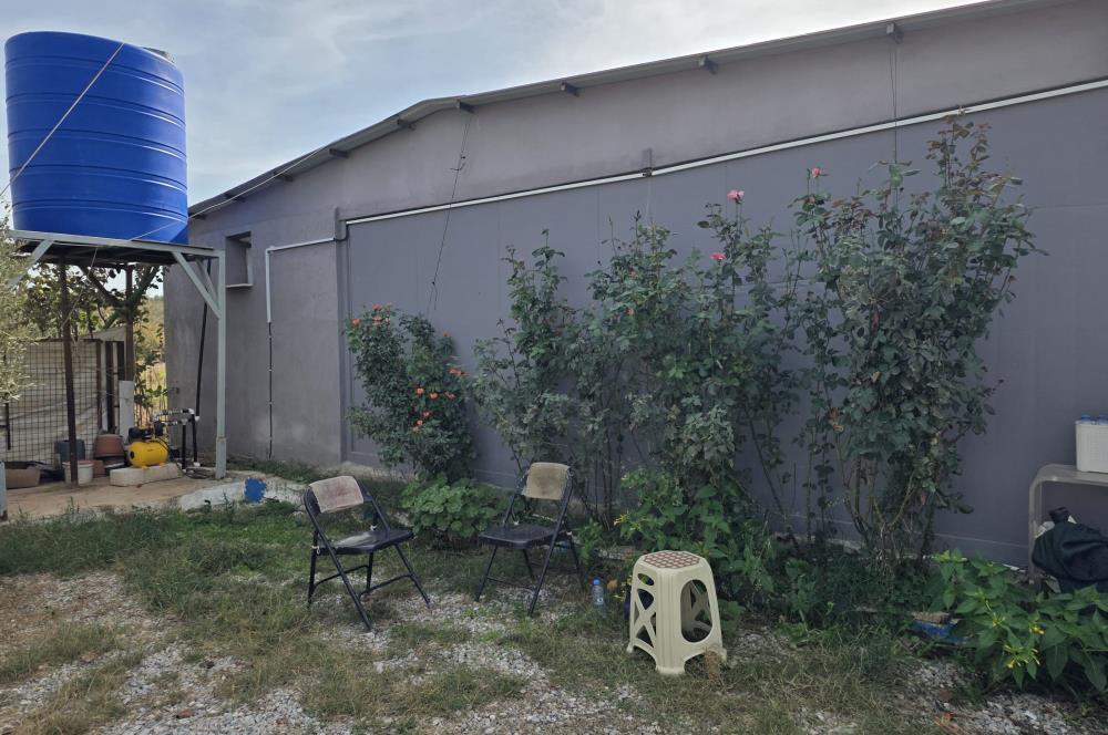 Mumcular Gökyer yıllık  kiralık 1698 m2 tarla ve icerisinde 1+1 esyalı müstakil ev