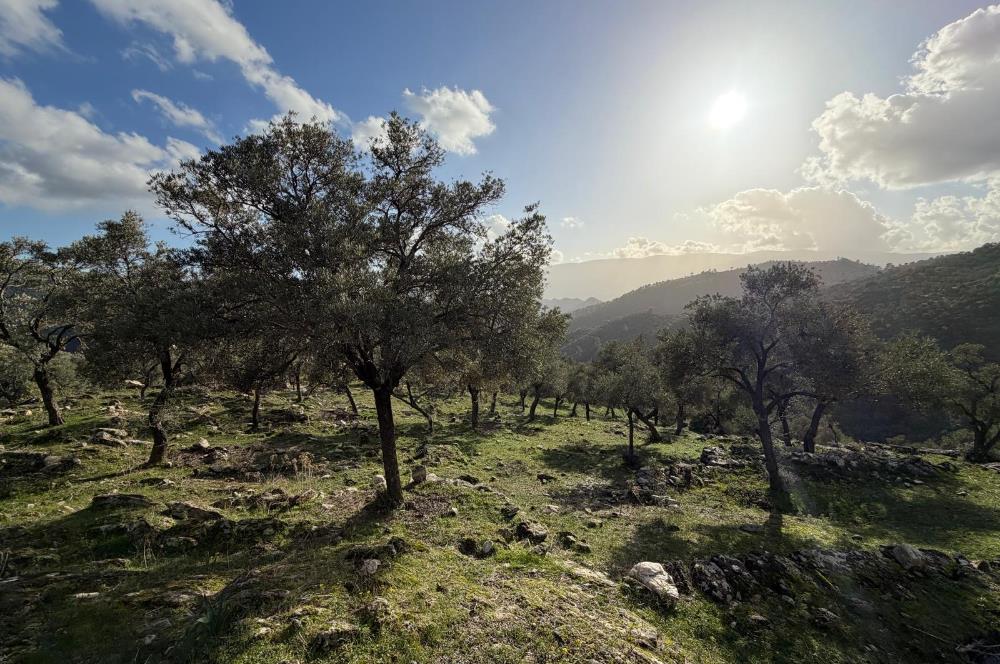 Muğla Milas Kayabükü'nde 822 m² Müstakil Satılık Arazi