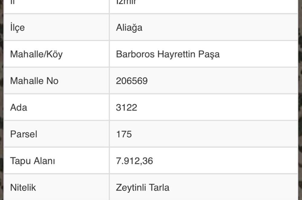 Helvacı'da Satılık 7.912m2 Zeytinlik
