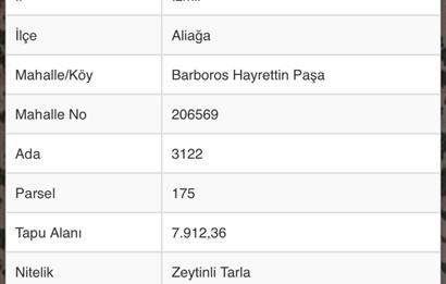 Helvacı'da Satılık 7.912m2 Zeytinlik
