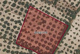 Helvacı'da Satılık 7.912m2 Zeytinlik - 1 - 37851