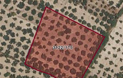 Helvacı'da Satılık 7.912m2 Zeytinlik