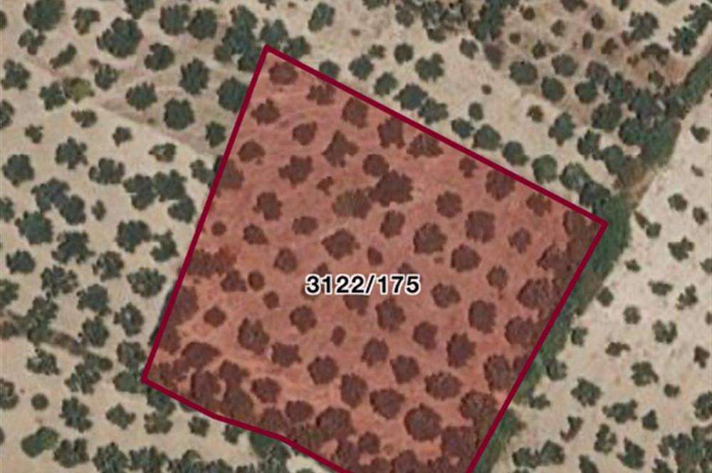 Helvacı'da Satılık 7.912m2 Zeytinlik