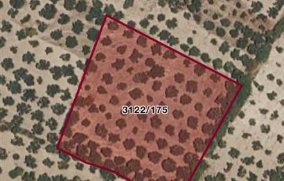 Helvacı'da Satılık 7.912m2 Zeytinlik