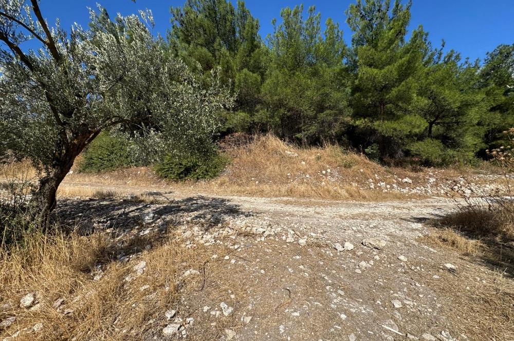 Helvacı'da Satılık 7.912m2 Zeytinlik