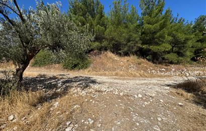 Helvacı'da Satılık 7.912m2 Zeytinlik