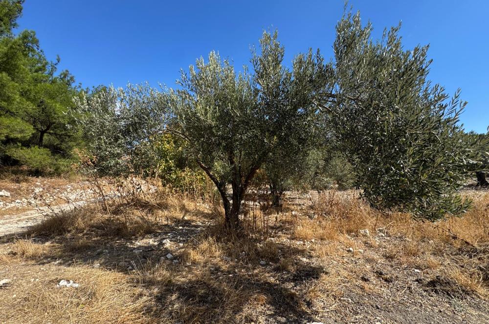 Helvacı'da Satılık 7.912m2 Zeytinlik