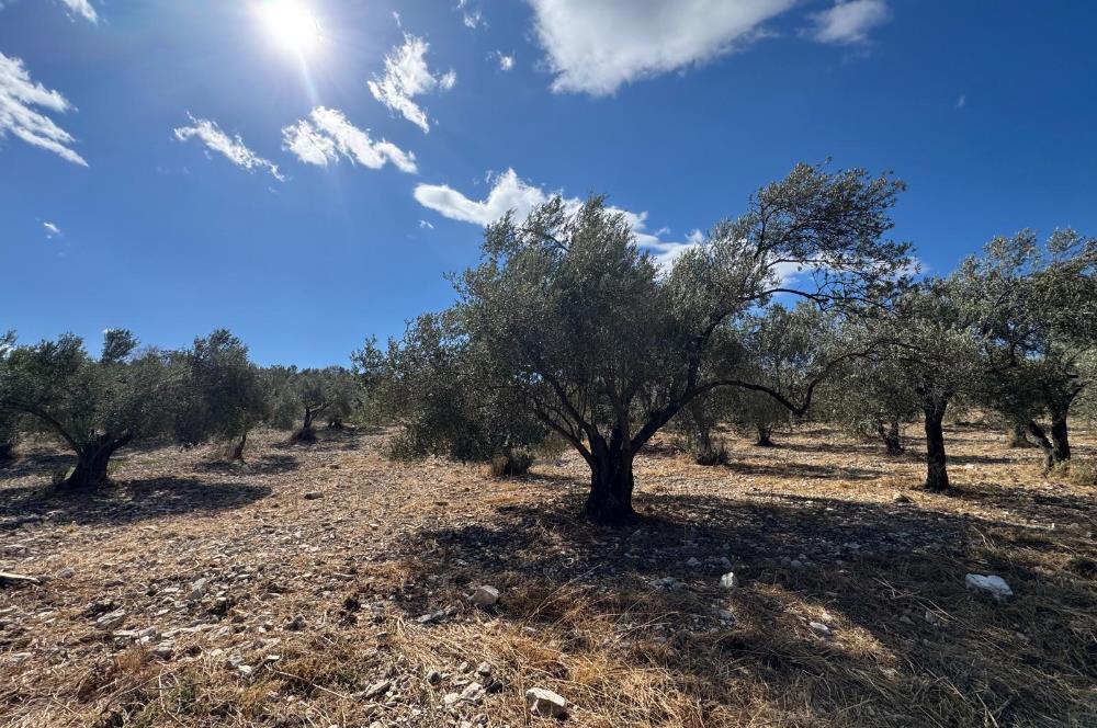 Helvacı'da Satılık 7.912m2 Zeytinlik