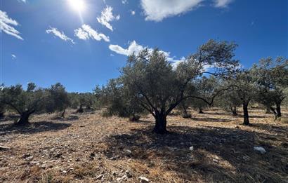 Helvacı'da Satılık 7.912m2 Zeytinlik