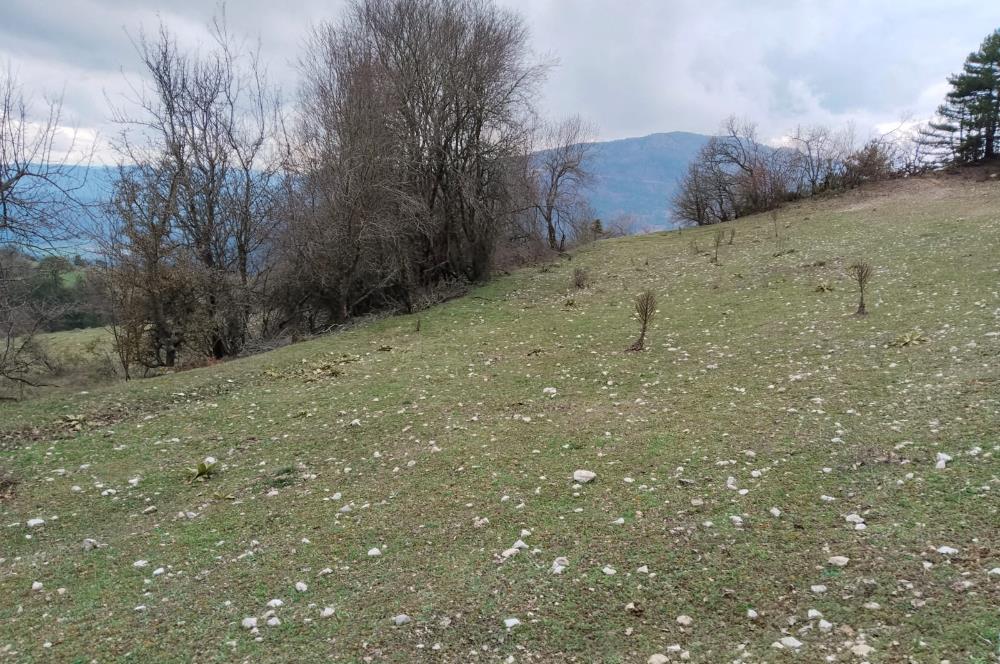 BOLU MUDURNU KARAPINARKAVAĞINDA KÖYE YAKIN SATILIK TARLA