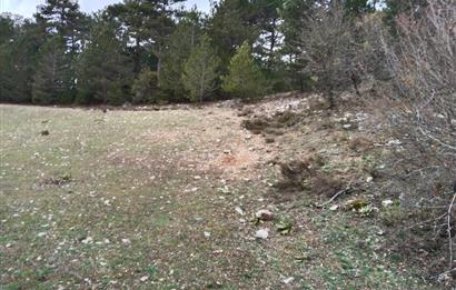 BOLU MUDURNU KARAPINARKAVAĞINDA KÖYE YAKIN SATILIK TARLA