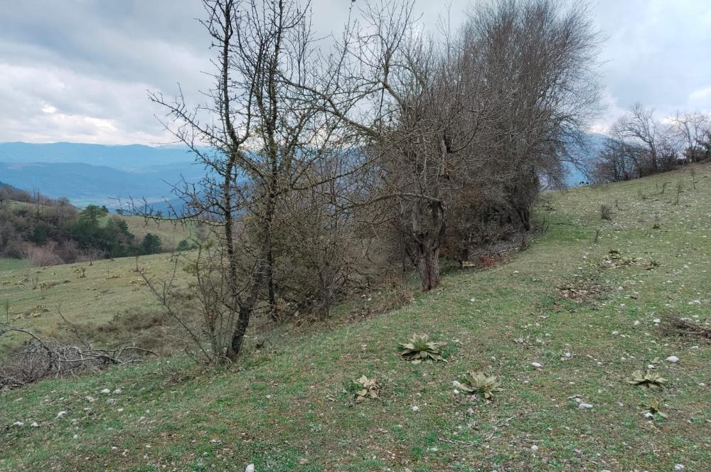BOLU MUDURNU KARAPINARKAVAĞINDA KÖYE YAKIN SATILIK TARLA