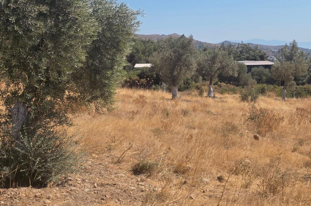 Bodrum-Ortakent Panoramik Deniz Manzaralı Satılık Arsa