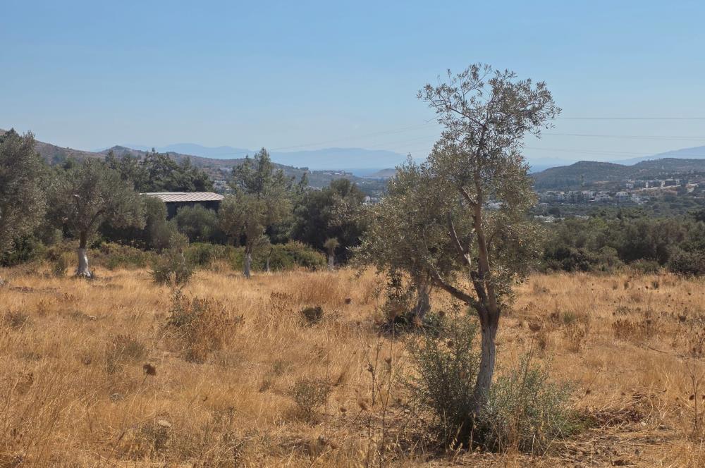 Bodrum-Ortakent Panoramik Deniz Manzaralı Satılık Arsa