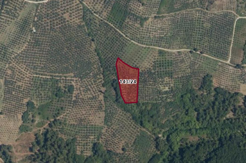 C21 Cius; Hamidiye Köyünde 4.214 m² tek tapu satılık zeytinlik