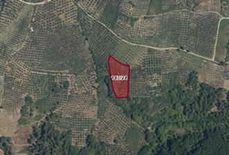 C21 Cius; Hamidiye Köyünde 4.214 m² tek tapu satılık zeytinlik - 3 - 38016