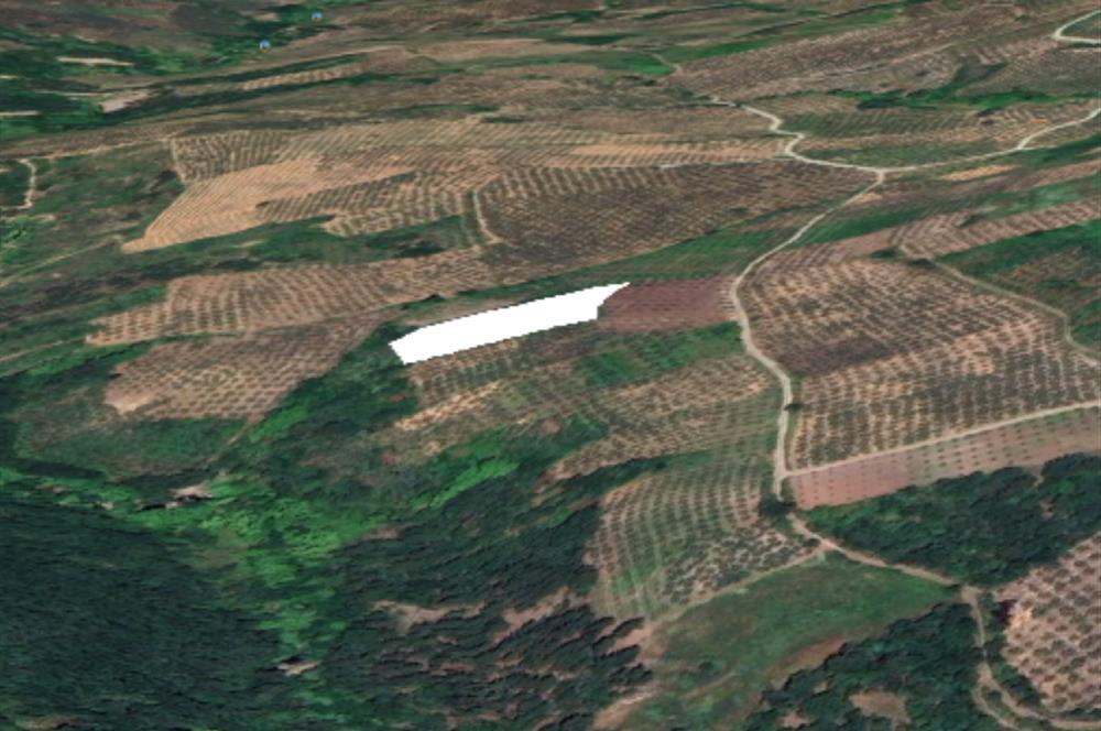 C21 Cius; Hamidiye Köyünde 4.214 m² tek tapu satılık zeytinlik