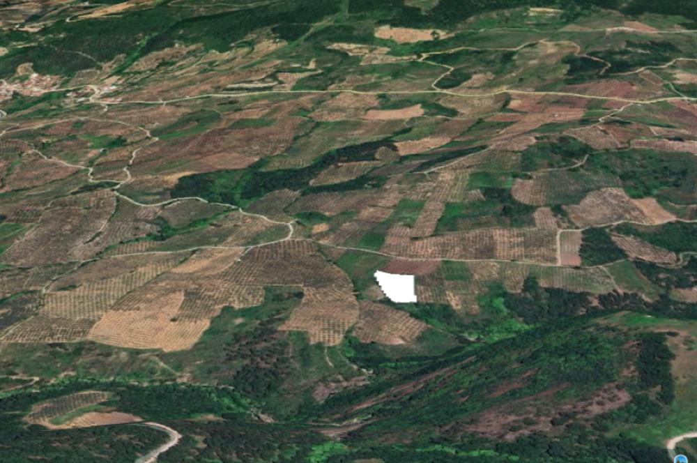C21 Cius; Hamidiye Köyünde 4.214 m² tek tapu satılık zeytinlik
