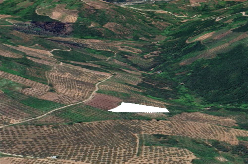 C21 Cius; Hamidiye Köyünde 4.214 m² tek tapu satılık zeytinlik