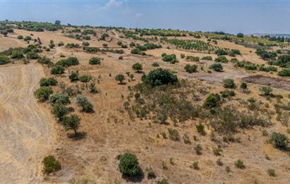 C21.LOCA'DAN BALIKESİR PAMUKÇUDA SATILIK 8000M2 YATIRIMLIK TARLA
