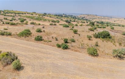 C21.LOCA'DAN BALIKESİR PAMUKÇUDA SATILIK 8000M2 YATIRIMLIK TARLA